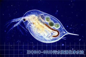 “食藻虫”是池塘河沟中常见的鱼虫，用于污水处理实现碳汇