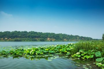 蓝藻水华治理的浅水湖泊稳态转换理论