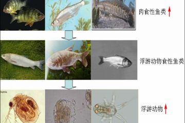 蓝藻水华治理的生物操纵理论