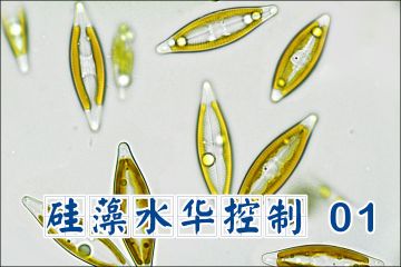 硅藻水华控制要素分析01