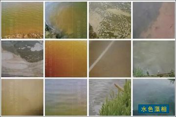 以水色与藻类对应关系判断水质情况