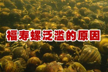 福寿螺在中国泛滥的四大原因？