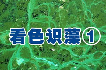 蓝藻水华的 “多色变脸”：水面上的生态预警色