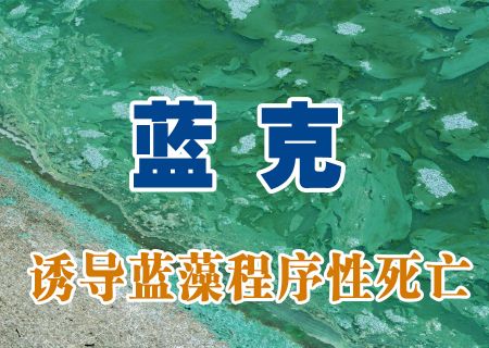 蓝克利用蓝藻程序性死亡的特征消除蓝藻