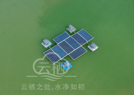 蓝藻治理应急方式（蓝藻爆发怎么处理）