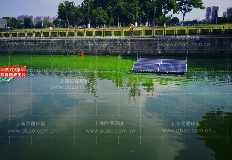 蓝藻治理