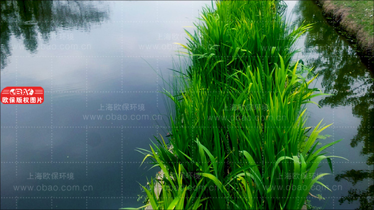 蓝藻治理