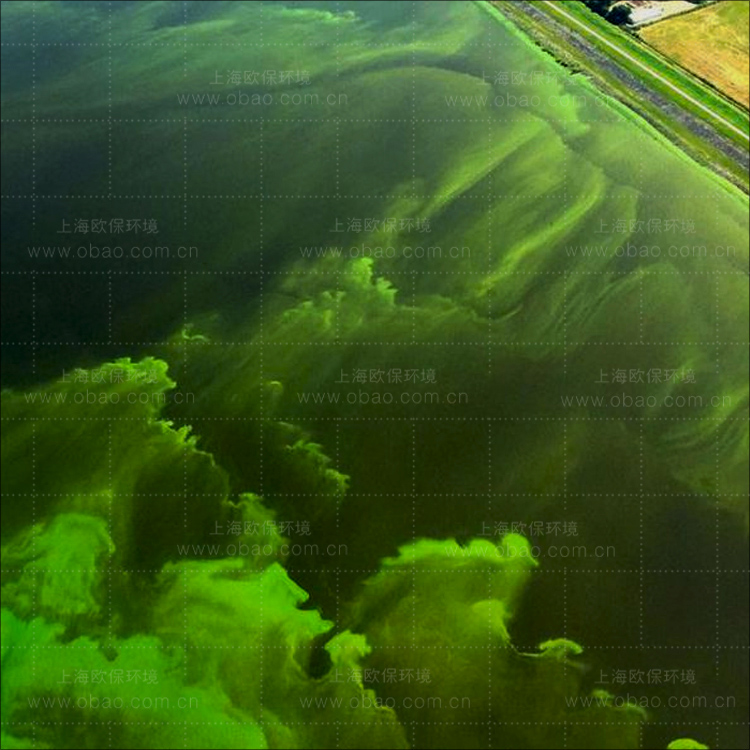 水库蓝藻
