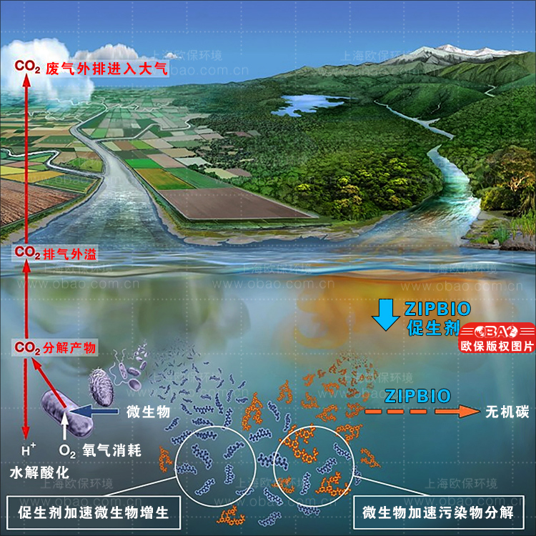 水库富营养化