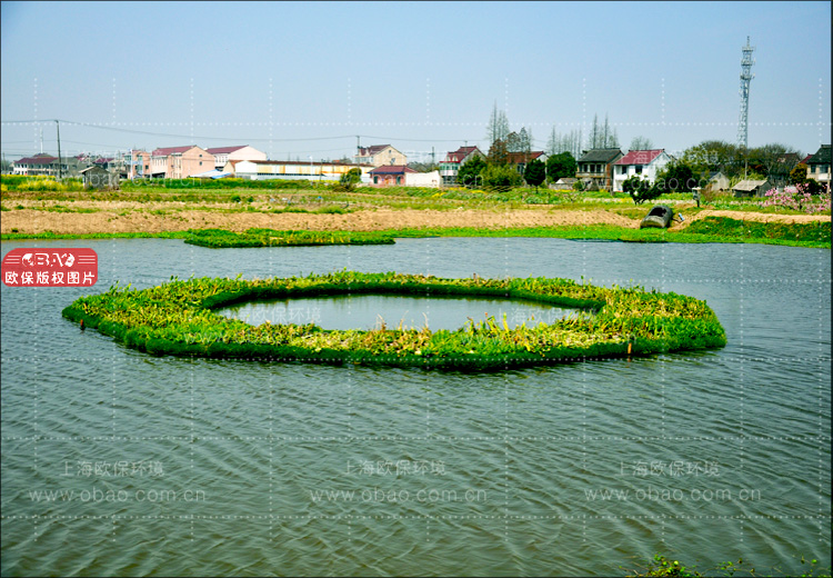 蓝藻治理