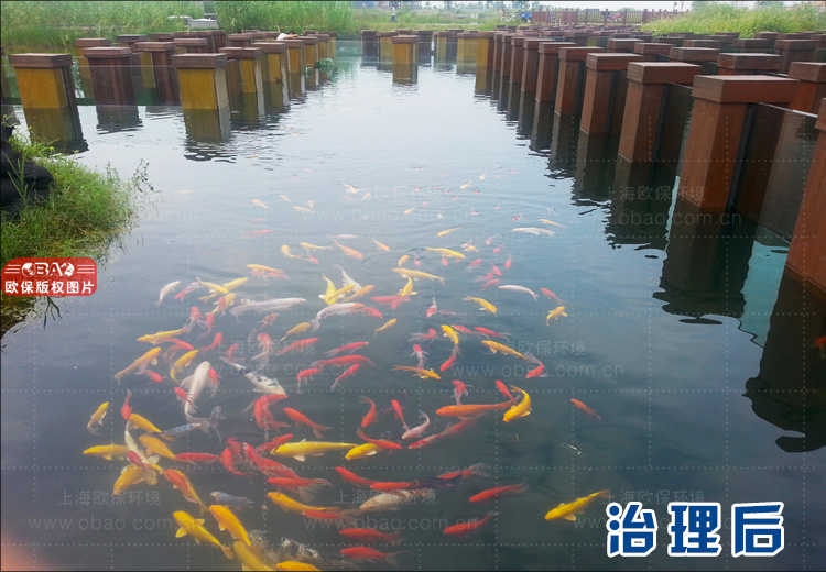 鱼池过滤系统