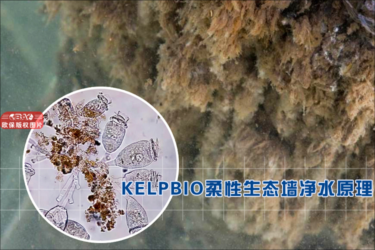 生物栅