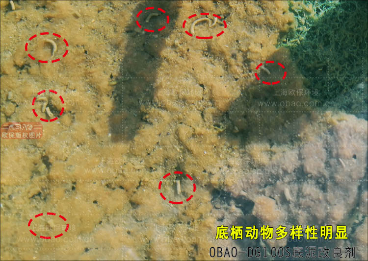 底泥改良剂