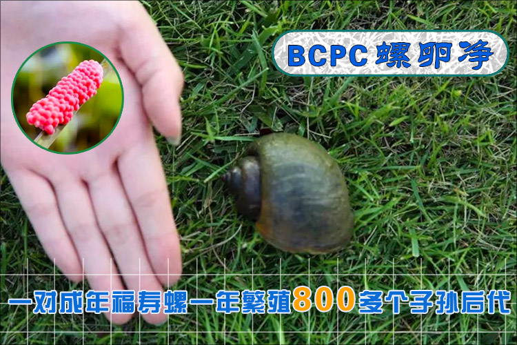 消除福寿螺