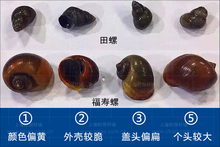 福寿螺和田螺的区别