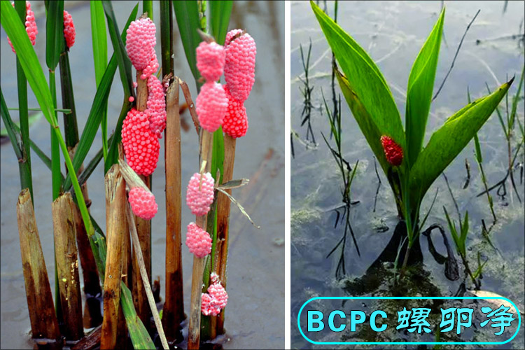 福寿螺卵