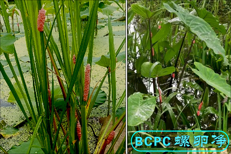 福寿螺卵