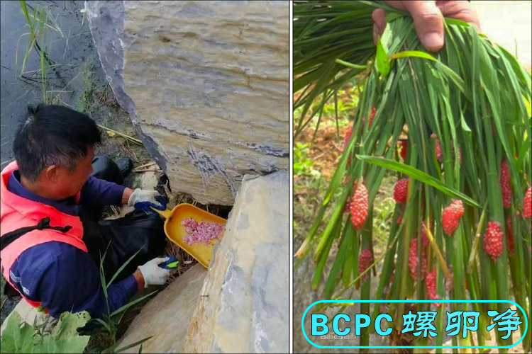 福寿螺卵的清除