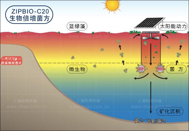 生物倍增菌方