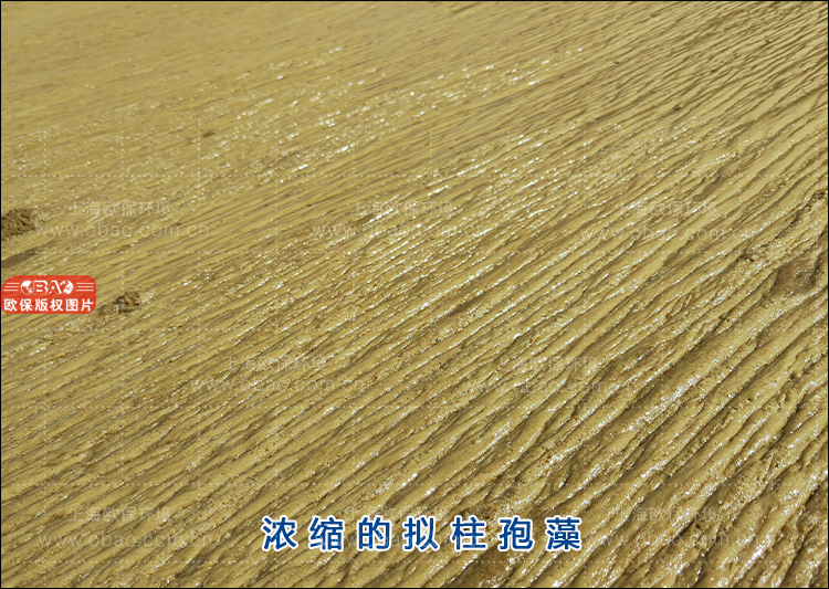 拟柱孢藻