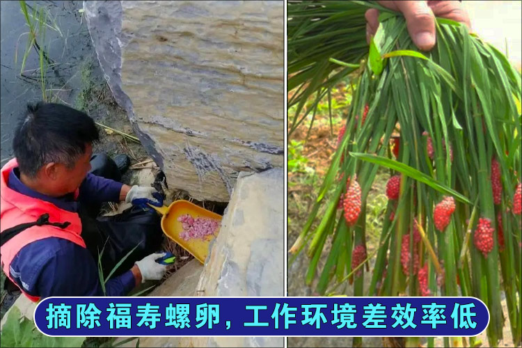 摘福寿螺卵