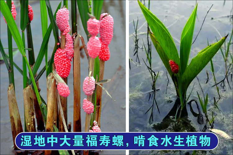 湿地福寿螺