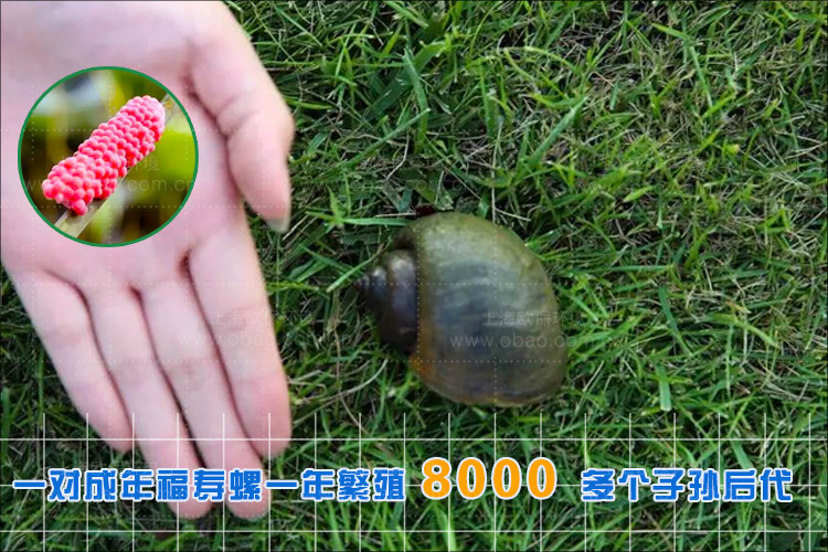 消除福寿螺