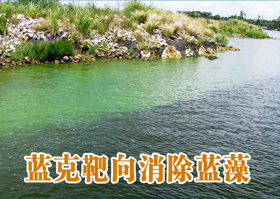 蓝藻水华