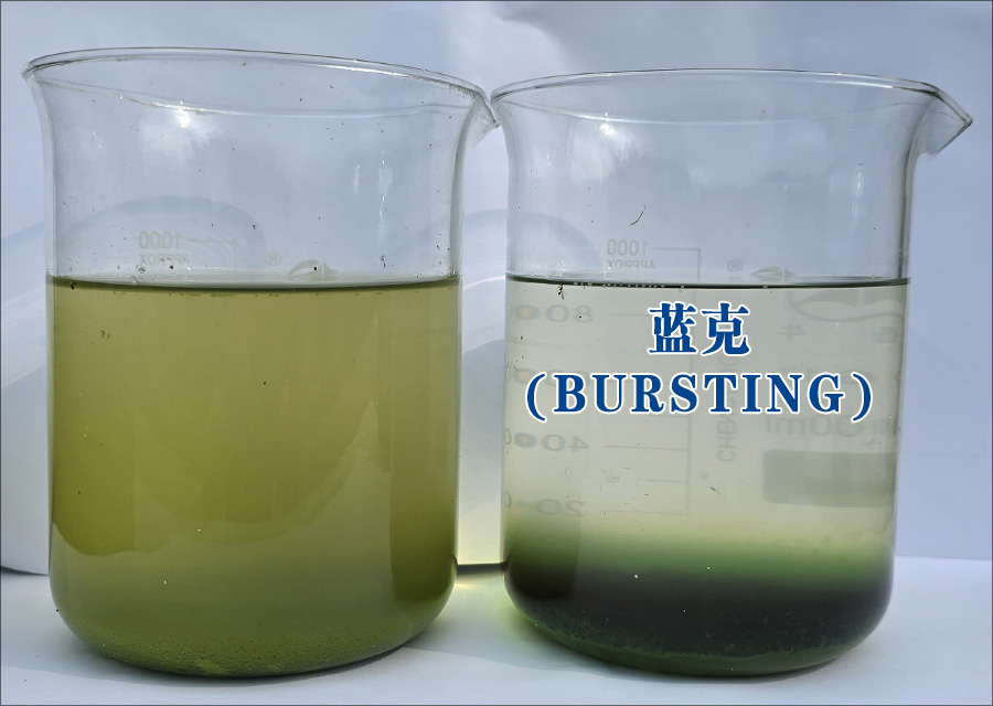 蓝克bursting