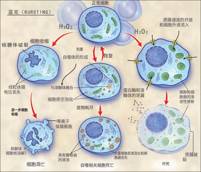 蓝藻程序性死亡