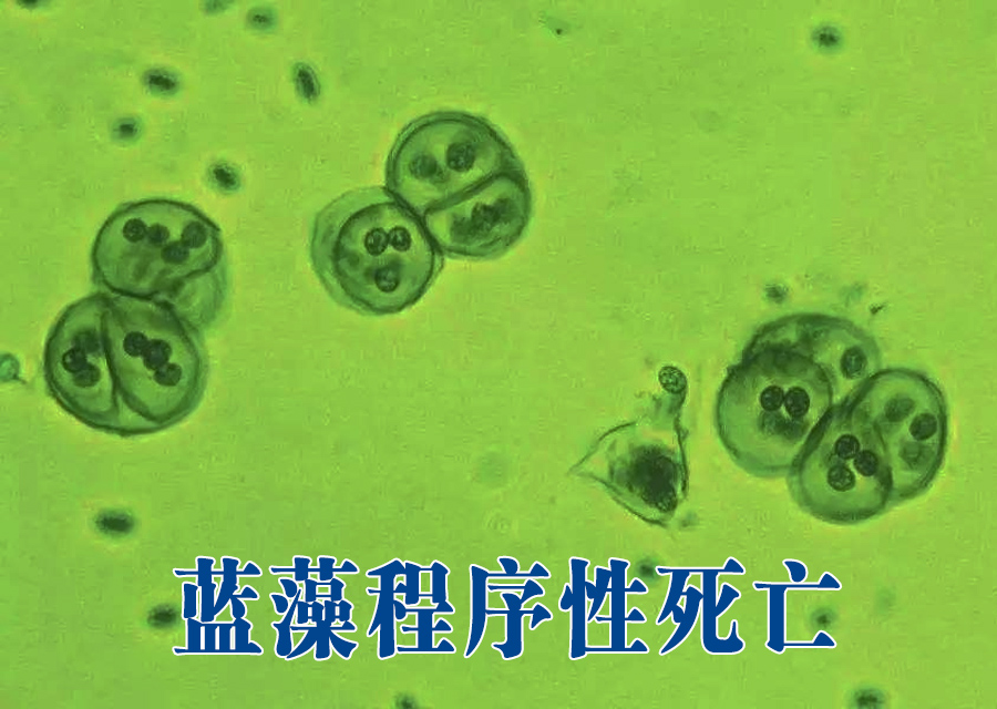 消除蓝藻