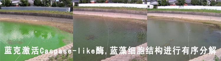 蓝克消除蓝藻