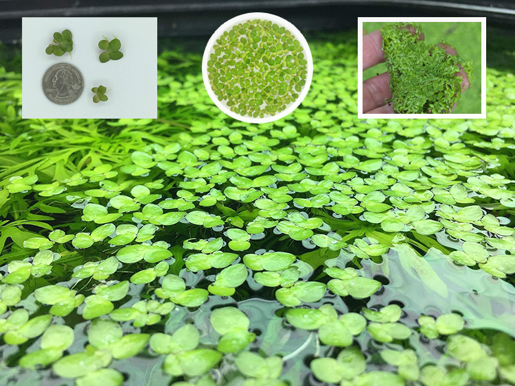 浮萍泛滥 浮萍泛滥