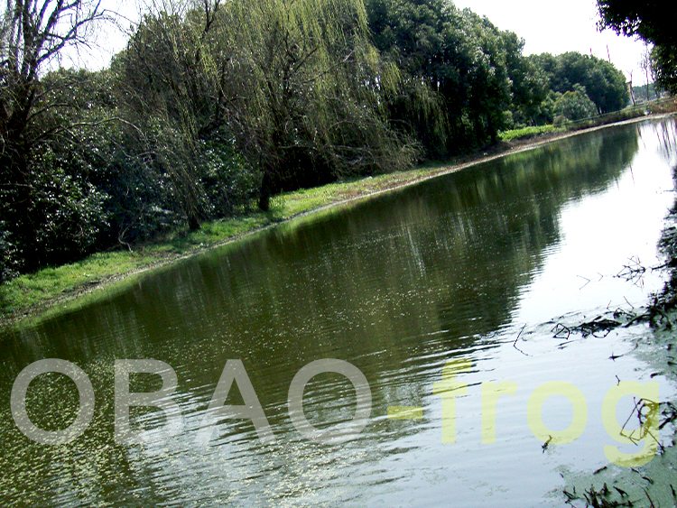 浮萍清理 浮萍清理