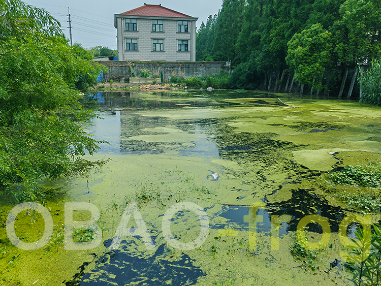 池塘浮萍清漂 池塘浮萍清漂
