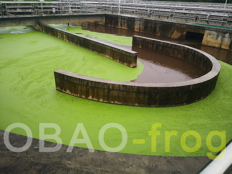 污水厂浮萍 污水厂浮萍