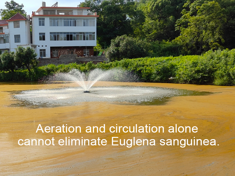 Euglena sanguinea blooms