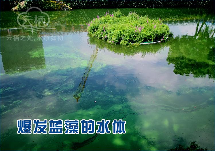 消藻净水一体机