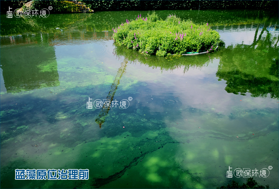 蓝藻治理前