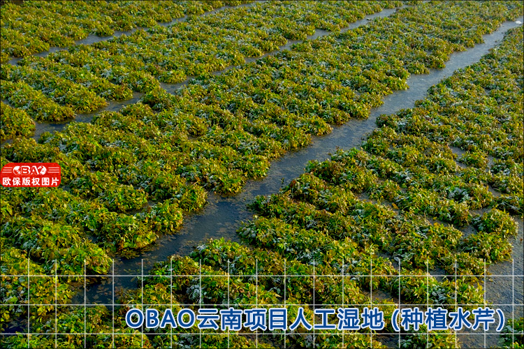 人工湿地
