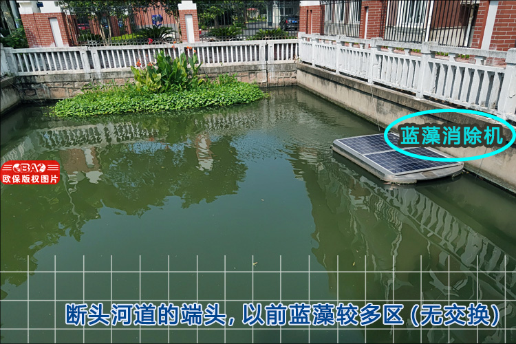 蓝藻治理