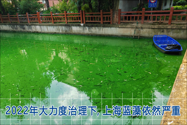 蓝藻水华