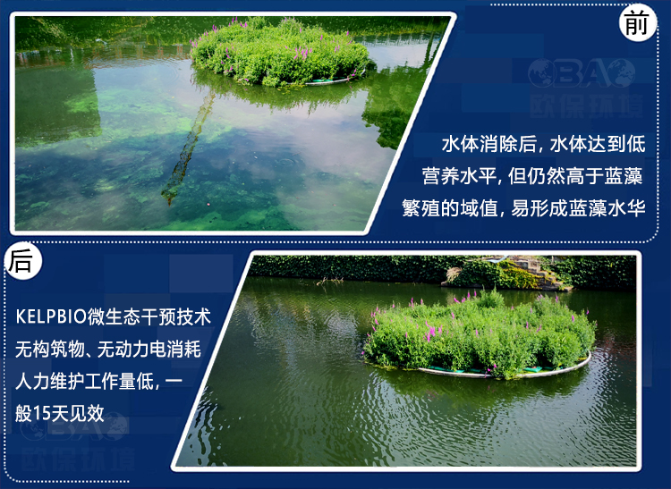蓝藻治理.jpg