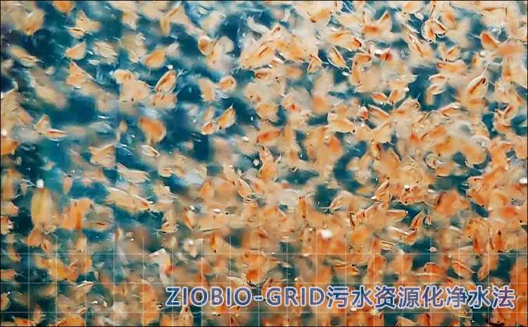 食藻虫