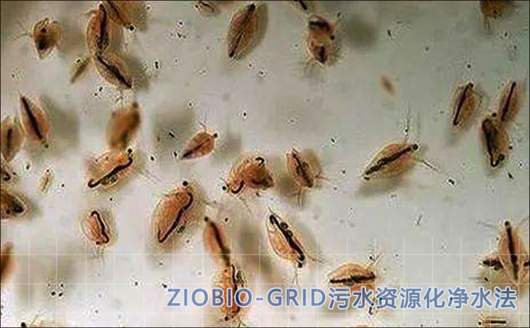 食藻虫