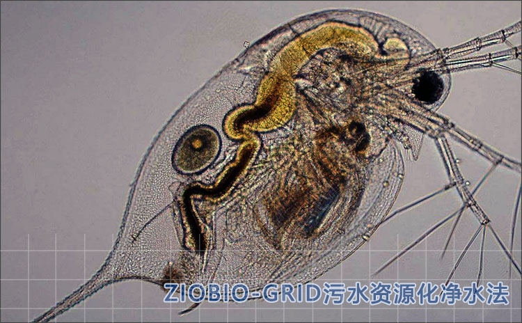 水溞