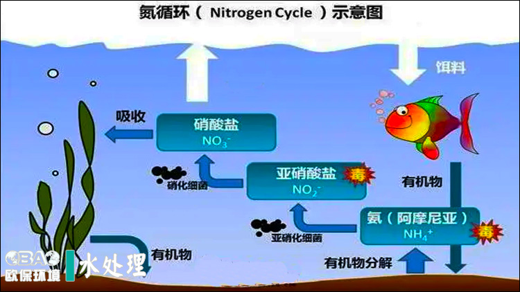 生物脱氮