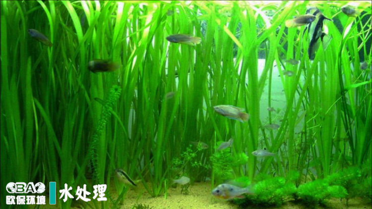 水下森林