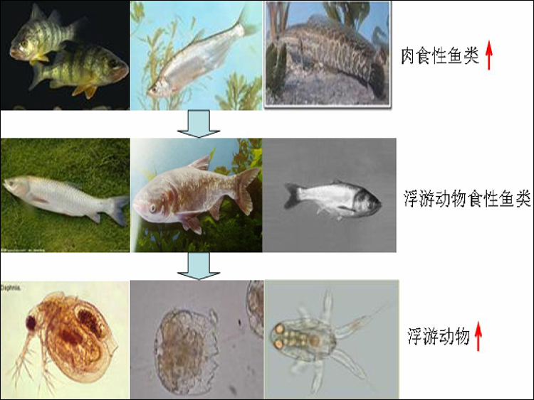 生物操纵.jpg