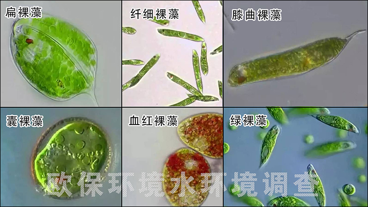 裸藻